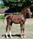 POULAIN