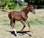 POULAIN