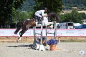 Hongre 5 ans pie Selle fran&ccedil;ais 