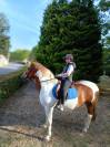 Jeune Paint Horse &times; Cob &ndash; 3 ans 
