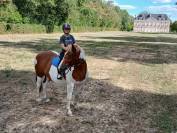 Jeune Paint Horse &times; Cob &ndash; 3 ans 