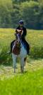 Jeune Paint Horse &times; Cob &ndash; 3 ans 