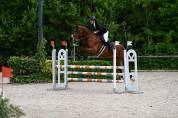 Falco, Selle Belge d&rsquo;1,84 m &mdash; gentil cheval de loisir