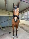 Falco, Selle Belge d&rsquo;1,84 m &mdash; gentil cheval de loisir