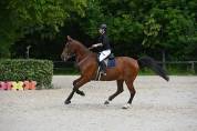 Falco, Selle Belge d&rsquo;1,84 m &mdash; gentil cheval de loisir