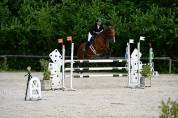 Falco, Selle Belge d&rsquo;1,84 m &mdash; gentil cheval de loisir