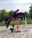 SF 3 ans hongre 1m65 top amateur 