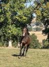 SF 3 ans hongre 1m65 top amateur 