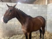 SF 3 ans hongre 1m65 top amateur 