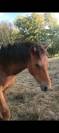 poulain d un ans,demi pent horse