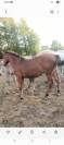 poulain d un ans,demi pent horse