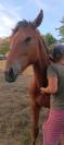 poulain d un ans,demi pent horse