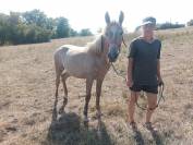 Pouliche apaloosa crois&eacute; poney fran&ccedil;ais de selle-arabe