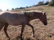 Pouliche apaloosa crois&eacute; poney fran&ccedil;ais de selle-arabe
