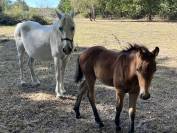 Poulini&egrave;re suit&eacute;e foal par Movie Star
