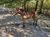 Poulini&egrave;re suit&eacute;e foal par Movie Star