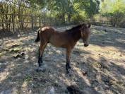 Poulini&egrave;re suit&eacute;e foal par Movie Star