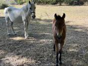 Poulini&egrave;re suit&eacute;e foal par Movie Star