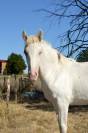 Pouliche pie palomino 