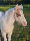 Pouliche pie palomino 