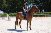 Jument SF Selle Fran&ccedil;ais 5 ans 