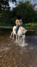 A vendre en lot 2 chevaux SF x pur sang arabe