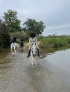 A vendre en lot 2 chevaux SF x pur sang arabe
