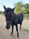 A vendre PRINCE NOIR D'LVE 