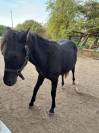 A vendre PRINCE NOIR D'LVE 