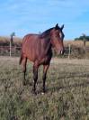 Cheval
