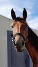 ? &Agrave; vendre &ndash; Jument trotteuse, 2 ans ?  