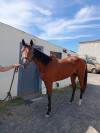 ? &Agrave; vendre &ndash; Jument trotteuse, 2 ans ?  