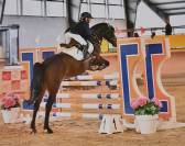 Pony castrone baio 2017