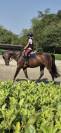 Pony castrone baio 2017