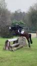 Pony castrone baio 2017