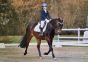 Pony castrone baio 2017