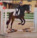 Pony castrone baio 2017