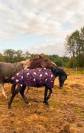Colt Origin Recorded For sale 2026 Grey