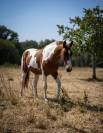 Poulain 2 ans AES 