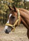 Poulain 2 ans AES 