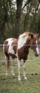 Poulain 2 ans AES 