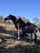 Poulain 2 ans AES 