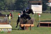 Cavallo irlandese da completo 11 anni