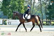 Cavallo irlandese da completo 11 anni
