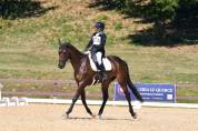 Cavallo irlandese da completo 11 anni
