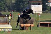 Cavallo irlandese da completo 11 anni