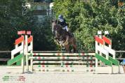 Cavallo irlandese da completo 11 anni