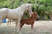 Poney