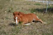 Poney