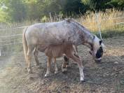 Poney